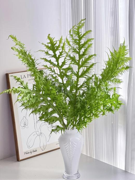 精品花材凤尾蕨一扎 商品图0