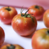 有机河北草莓西红柿 | Organic strawberry tomato 商品缩略图4