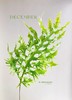 精品花材凤尾蕨一扎 商品缩略图1