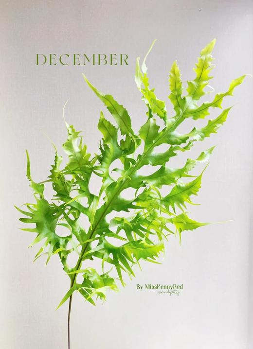 精品花材凤尾蕨一扎 商品图1