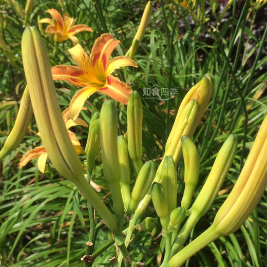 建宁黄花菜 台湾品种 口感甘甜 无酸无涩 无硫熏 商品图2