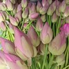 泰国进口品种蟠桃重瓣白色粉色荷花莲蓬 商品缩略图5