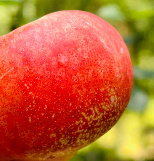 疆山蜜蟠桃|新疆产纽扣蟠桃，QQ萌萌的😋一咬蜜汁滴得到处都是，水润、糯滑、蜜甜、香郁、回味，简直蜜罐子，实在太好吃了～ 商品图2