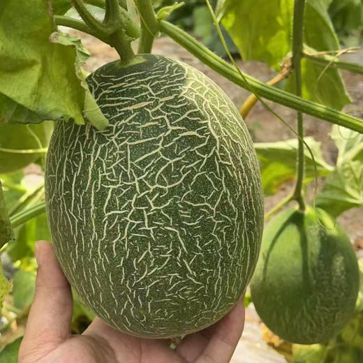 新鲜水果 郧阳区青曲蜜王哈密瓜  2枚 （2枚共4~4.3斤左右） 商品图3