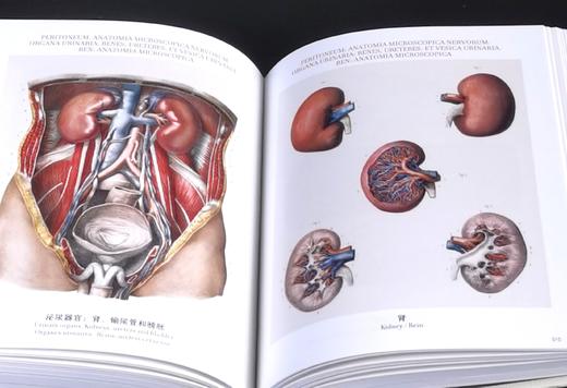 《人体解剖图谱》（完全版），精装，铜版彩印，小32开，[法]J.M布尔热里、[法]N.H雅各布著，北京美术摄影出版社2018年一版一印，827页，定价198，售价70元。 商品图13