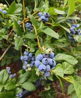 这个蓝莓叫原种蓝莓，就是没有嫁接过，也不是插苗那种，是真正国外引进的组织用组织液培养的，所以味道非常纯正，不会嫁接多次不正宗味道就不正了，越来越淡，零农残，有机种植，健康。400克/盒