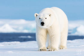 北极：斯瓦尔巴群岛环线，深入北极熊领地拍摄+法罗群岛摄影15-22天