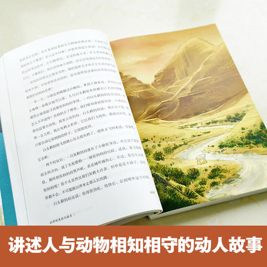 2025年百班千人暑期书目六年级  拉萨的美驼与骏马 名师推荐正版现货 商品图2