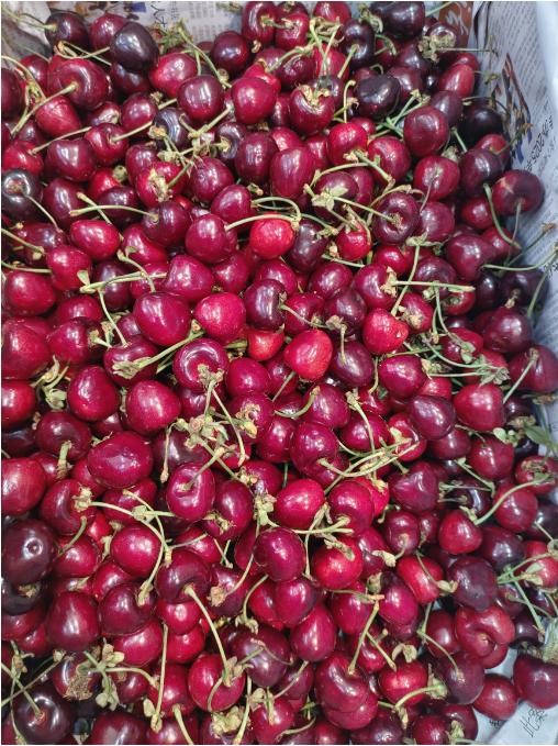 俄八大樱桃一斤 商品图1