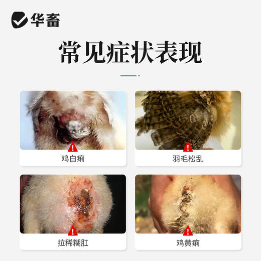 华畜 0.25g鸡痢灵片50片 清热解毒 凉血消肿 拉稀糊肛 鸡白痢 羽毛松乱 商品图1