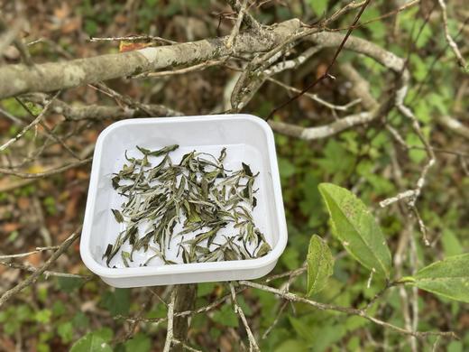 【会员福利】2024抛荒牡丹王，汤水清的，润的。如清凌凌的山泉拂过喉尖！ 商品图5