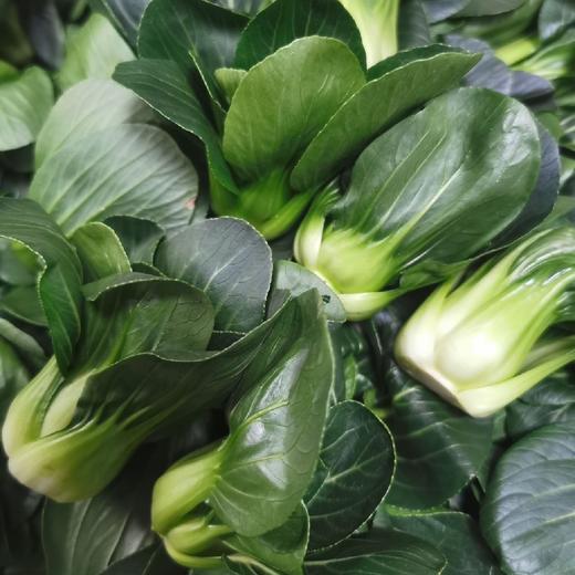 云南高原mini上海青崽【1斤装】 商品图4