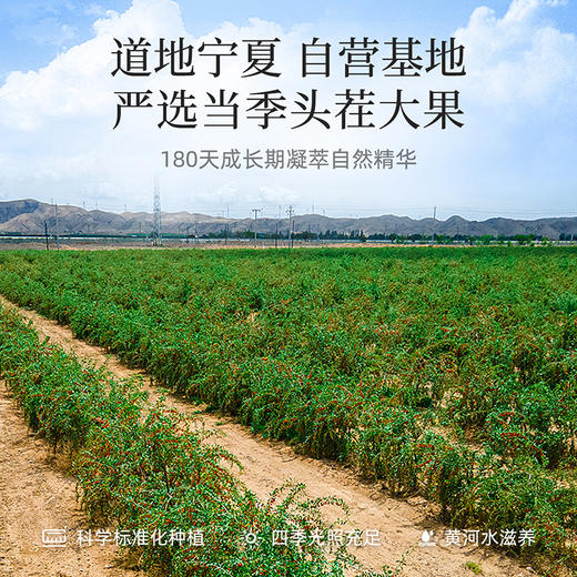 【秋冬滋补】【杞里香纯耕250g*2罐新货枸杞子】宁夏头茬红枸杞子220苟杞构杞的特级500g泡水泡茶旗舰店 商品图8