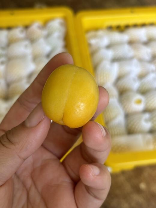 正宗新疆轮台小白杏 天山雪水浇灌，杏味足，甜度高！看看什么才是轮台产区的小白杏！ 商品图4