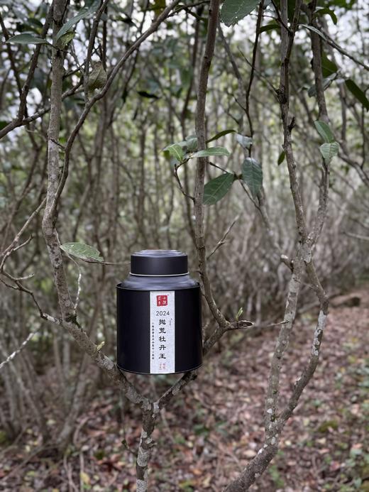 【会员福利】2024抛荒牡丹王，汤水清的，润的。如清凌凌的山泉拂过喉尖！ 商品图1