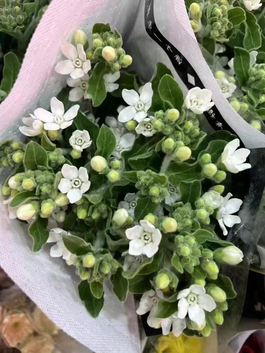 精品花材蓝星花蓝色粉色白色一扎 商品图10