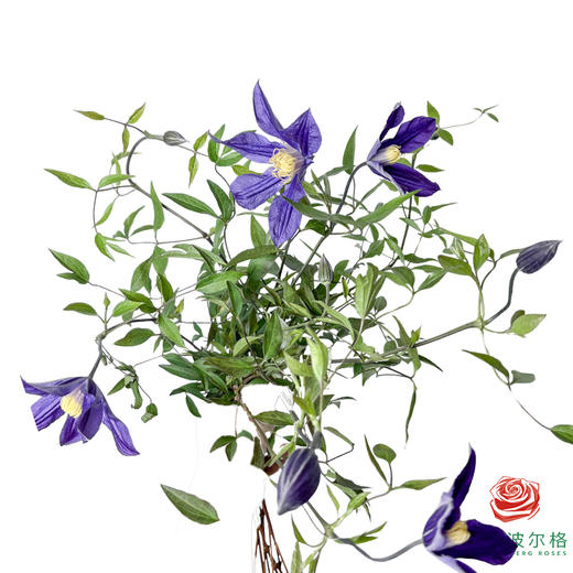 铁线莲-桑德拉 10枝一扎 商品图1