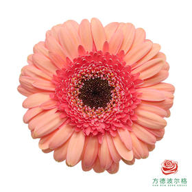 非洲菊 XS 莎拉 10枝一扎