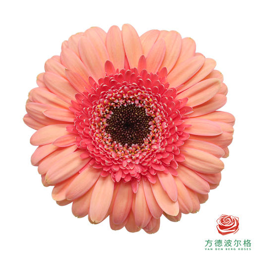 非洲菊 XS 莎拉 10枝一扎 商品图0