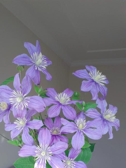 国产单头铁线莲阿拉贝拉10支 商品图1