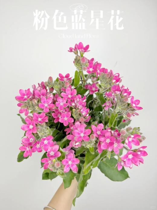 精品花材蓝星花蓝色粉色白色一扎 商品图9