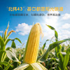 率鲜达 东北黄糯玉米棒真空包装黏糯新鲜低脂送礼早餐年货送礼10根四斤 /粮油调味 /杂粮 /谷米类 商品缩略图5