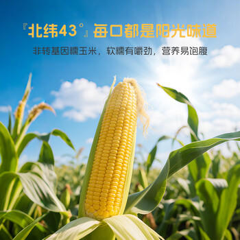 率鲜达 东北黄糯玉米棒真空包装黏糯新鲜低脂送礼早餐年货送礼10根四斤 /粮油调味 /杂粮 /谷米类 商品图5