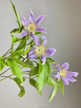 国产单头铁线莲东方河流10支