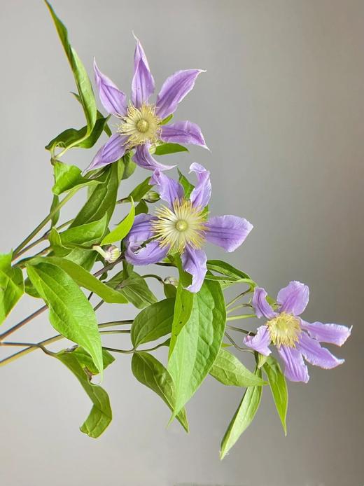 国产单头铁线莲东方河流10支 商品图0