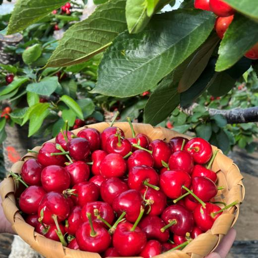 大连美早樱桃【顺丰空运】 商品图1