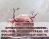 黄金蜜薯 商品缩略图7