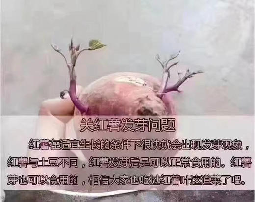 黄金蜜薯 商品图7