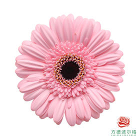 非洲菊 奇莉 XS 10枝一扎