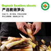 有机山野嫩笋试吃装 200g/袋（限购2袋） 商品缩略图3