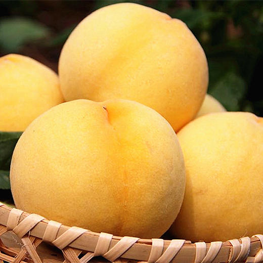 山东蒙阴黄金蜜桃4.5-5斤（9-15个） 商品图5