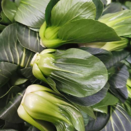 云南高原mini上海青崽【1斤装】 商品图3