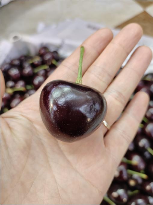 巨无霸俄八樱桃一斤 商品图1