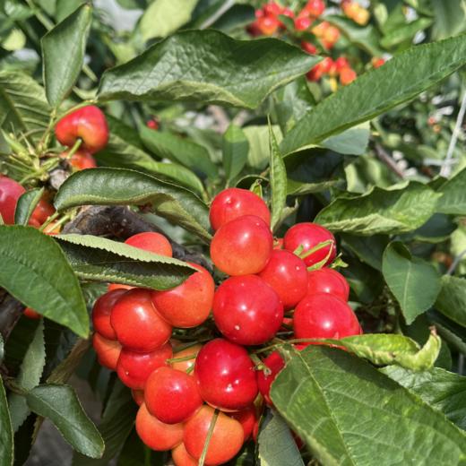 大连美早樱桃【顺丰空运】 商品图2