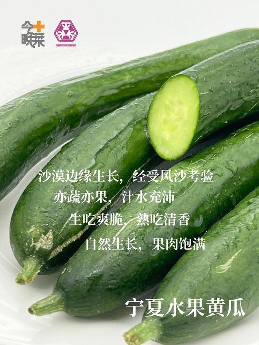 宁夏沙漠水果黄瓜 商品图5