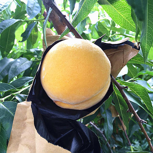 山东蒙阴黄金蜜桃4.5-5斤（9-15个） 商品图3