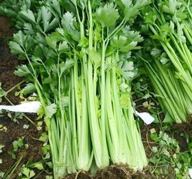 后院有机种植细支芹菜，3斤赠一斤39.9