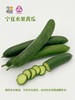 宁夏沙漠水果黄瓜 商品缩略图1
