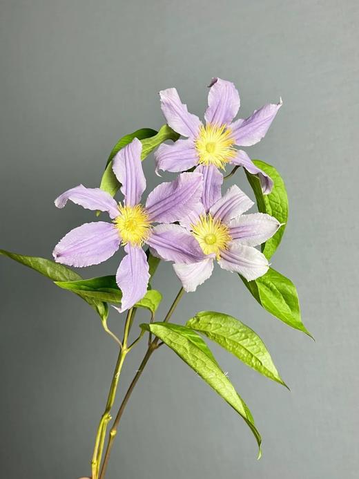 国产单头铁线莲东方河流10支 商品图2