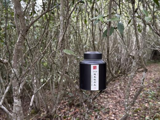 【会员福利】2024抛荒牡丹王，汤水清的，润的。如清凌凌的山泉拂过喉尖！ 商品图2