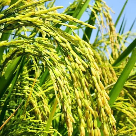 长寿花五常大米当季新粮大米稻香软粘 5kg*1袋 商品图3