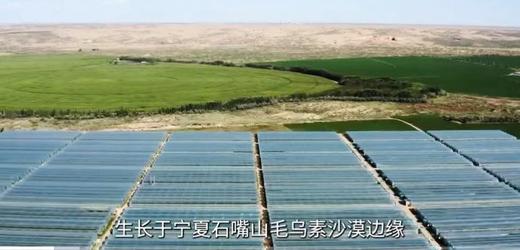 宁夏沙漠水果黄瓜 商品图2