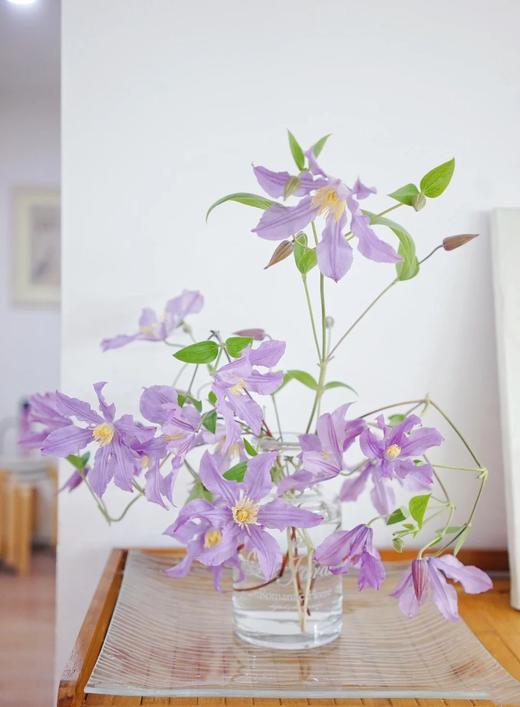 国产单头铁线莲东方河流10支 商品图1