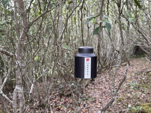 【会员福利】2024抛荒牡丹王，汤水清的，润的。如清凌凌的山泉拂过喉尖！ 商品图4