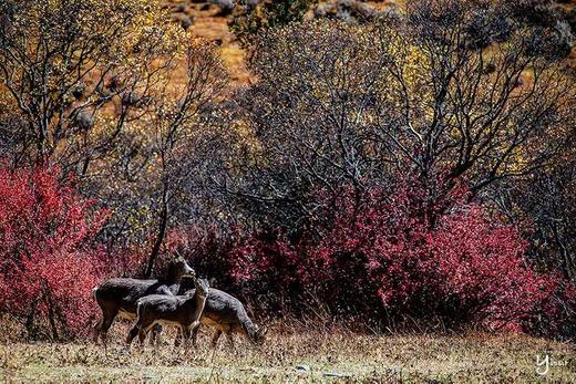 川西秋色丨牛背山云海星空+稻城亚丁8天摄影团 商品图2