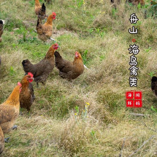 【闹妈海鲜】新品舟山鸡蛋 30枚/组 包邮（除偏远）单独发货 商品图1